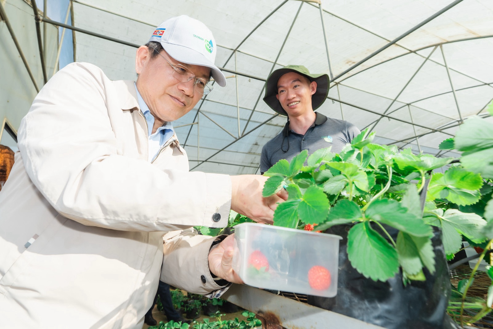 圖說六:總統特使林佳龍視察台史合作果樹示範農場採收草莓。